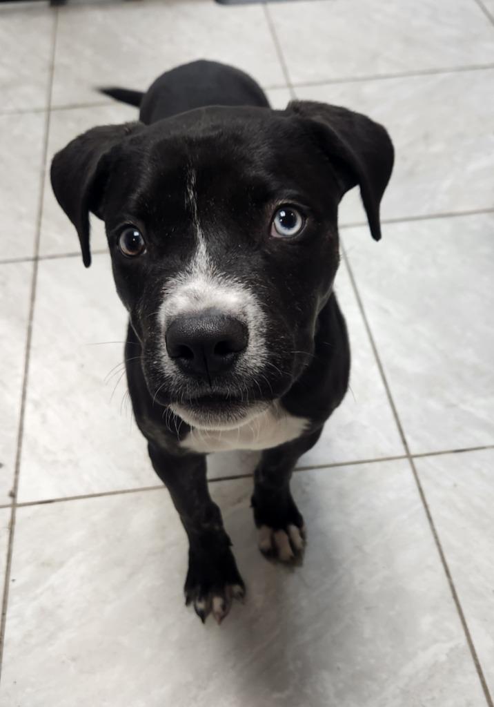 Star, Adoptable, Young Female Terrier.