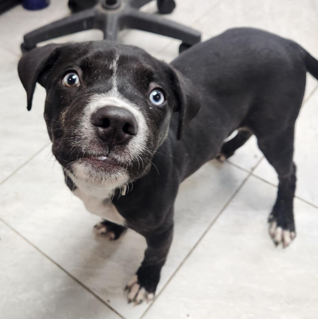 Enlarge Star, a Adoptable Terrier in Walnutport, PA image 2/2