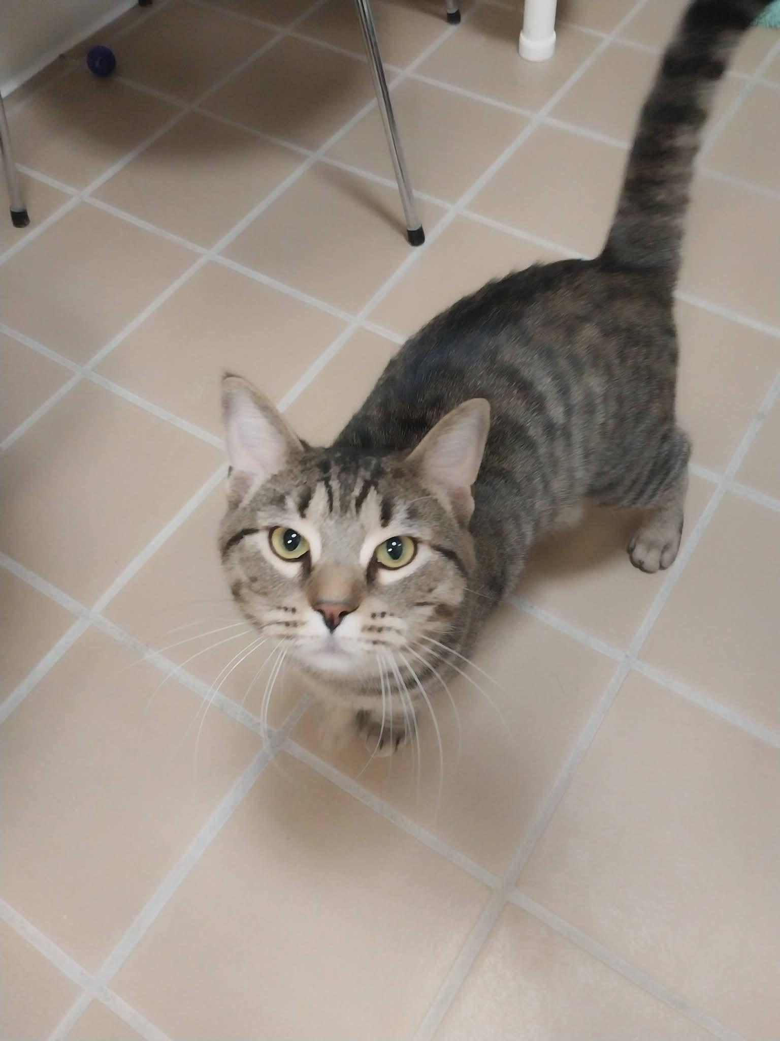 Enlarge Timmy, a Adoptable Domestic Short Hair in Temple, PA image 2/4