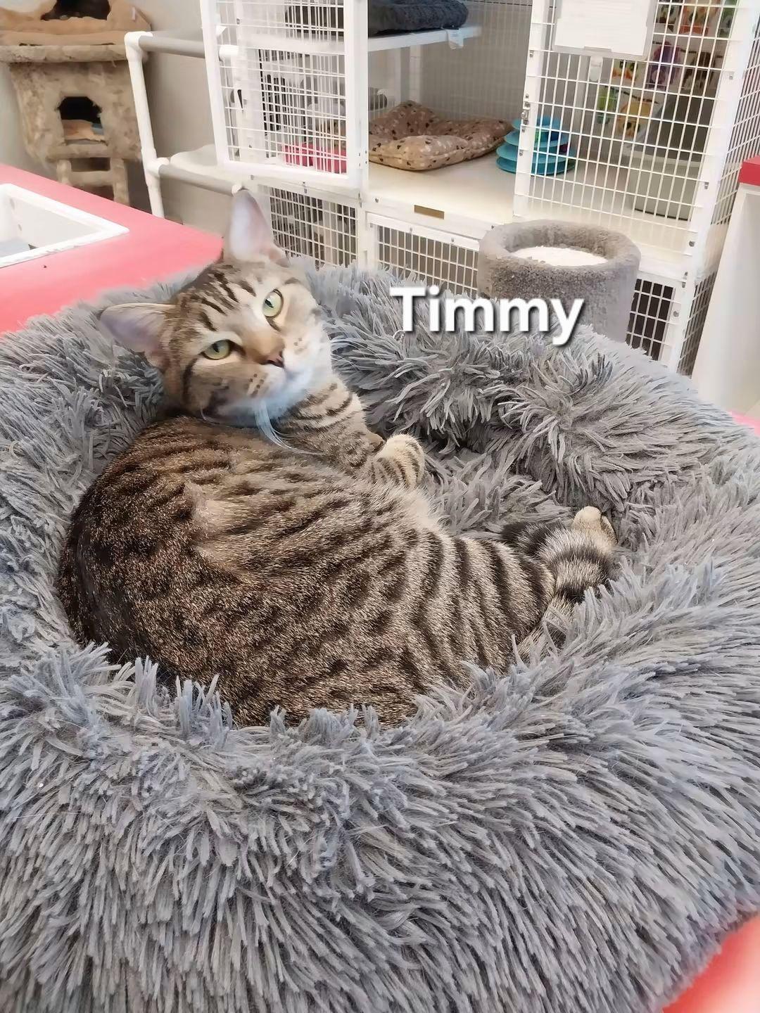 Enlarge Timmy, a Adoptable Domestic Short Hair in Temple, PA image 1/4