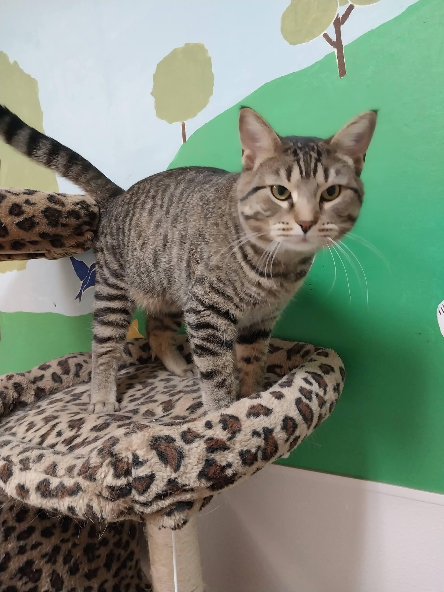 Enlarge Timmy, a Adoptable Domestic Short Hair in Temple, PA image 4/4