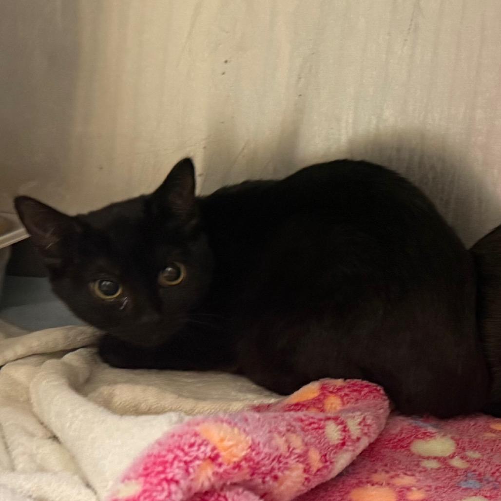 Enlarge Beavus, a Adoptable Domestic Short Hair in Winston-Salem, NC image 1/1