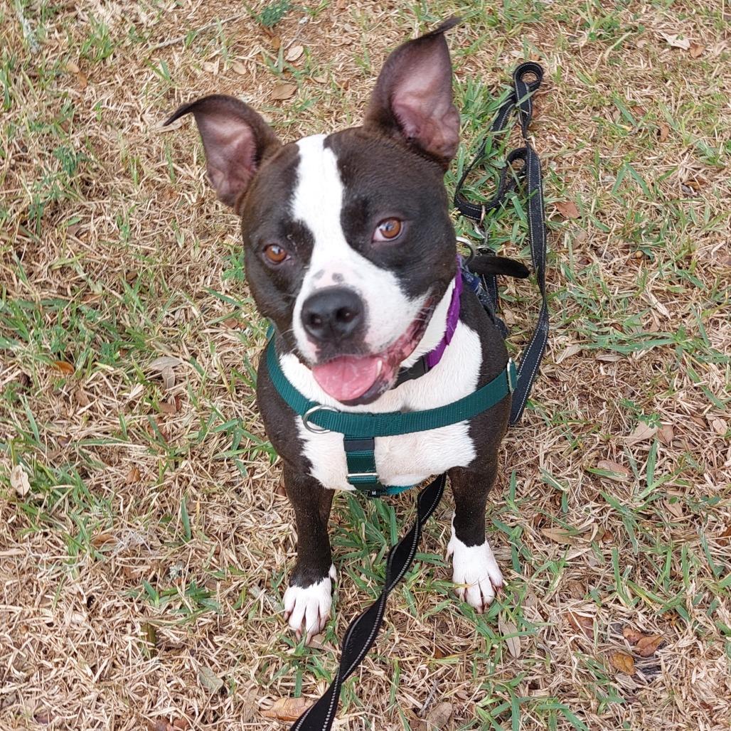 Mora, Adoptable, Adult Female Mixed Breed.