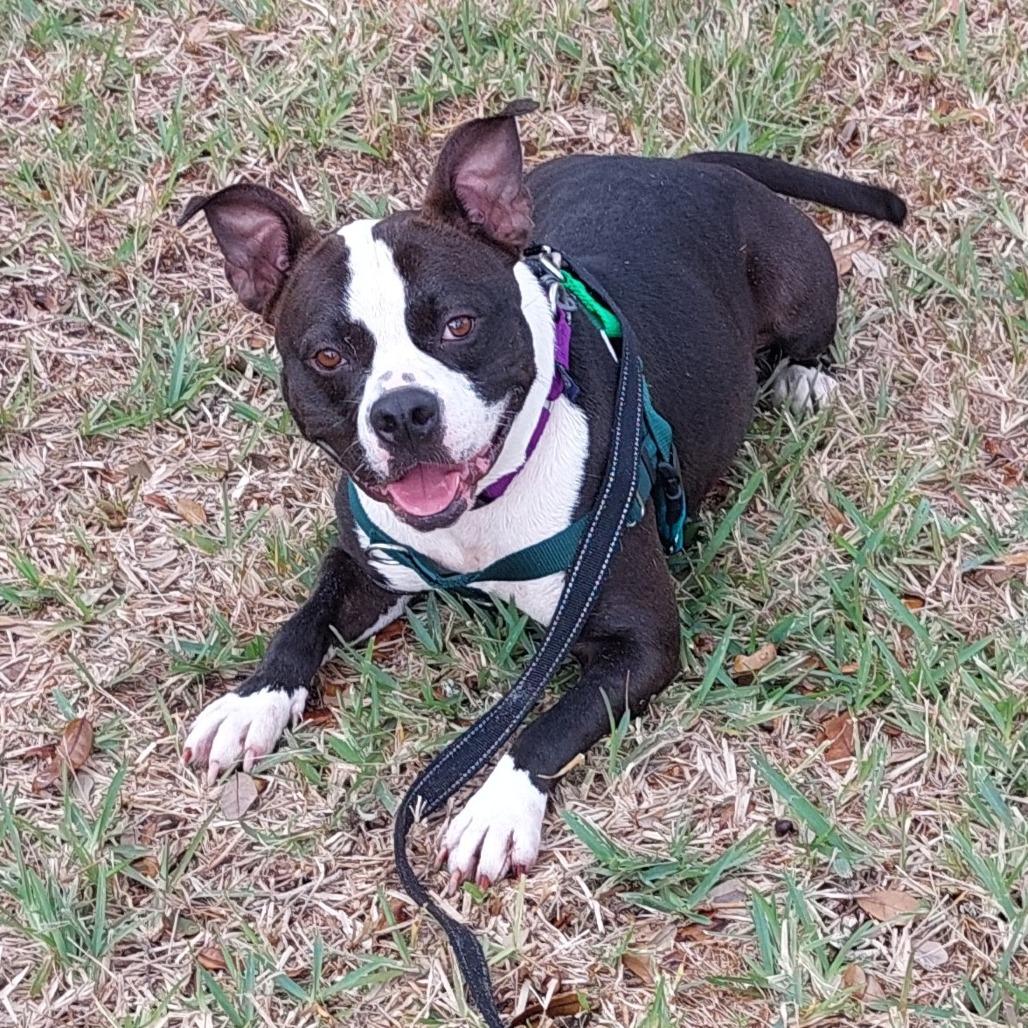 Enlarge Mora, a Adoptable Mixed Breed in Clearwater, FL image 4/6