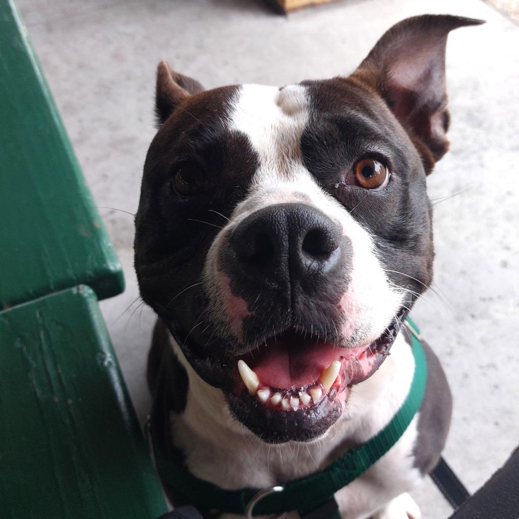 Enlarge Mora, a Adoptable Mixed Breed in Clearwater, FL image 5/6