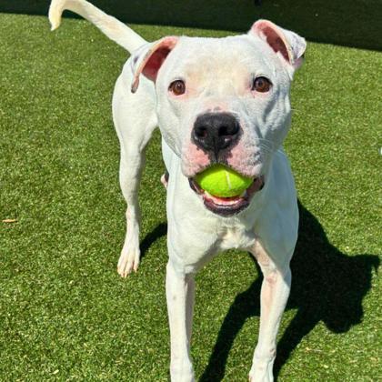 Ghost, Adoptable, Adult Male Terrier & Mixed Breed.