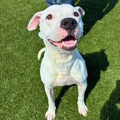 Enlarge Ghost, a Adoptable mixed breed in Gastonia, NC image 2/3