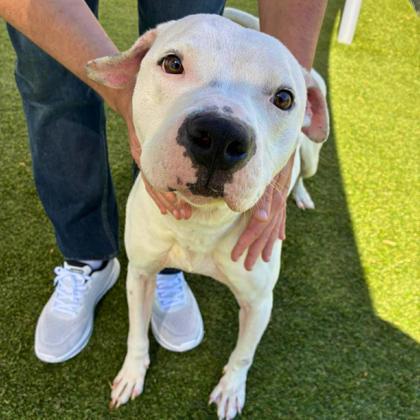 Enlarge Ghost, a Adoptable mixed breed in Gastonia, NC image 3/3