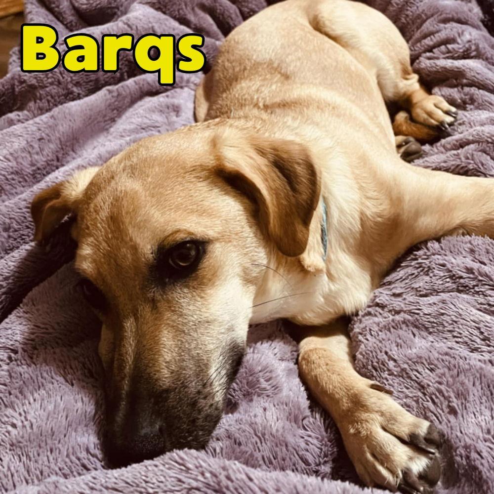 Enlarge Barq's Root Beer, a Adoptable Dachshund in San Antonio, TX image 2/3