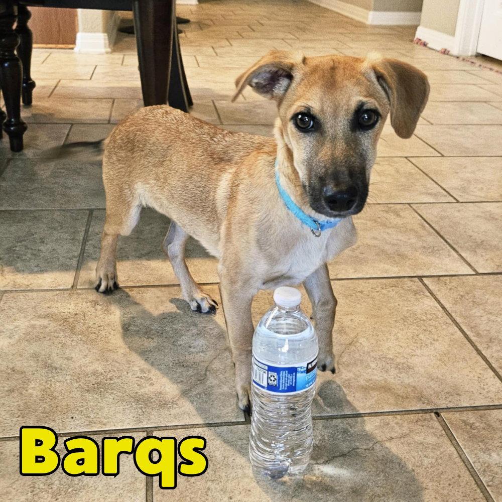 Barq's Root Beer, Adoptable, Young Male Dachshund.