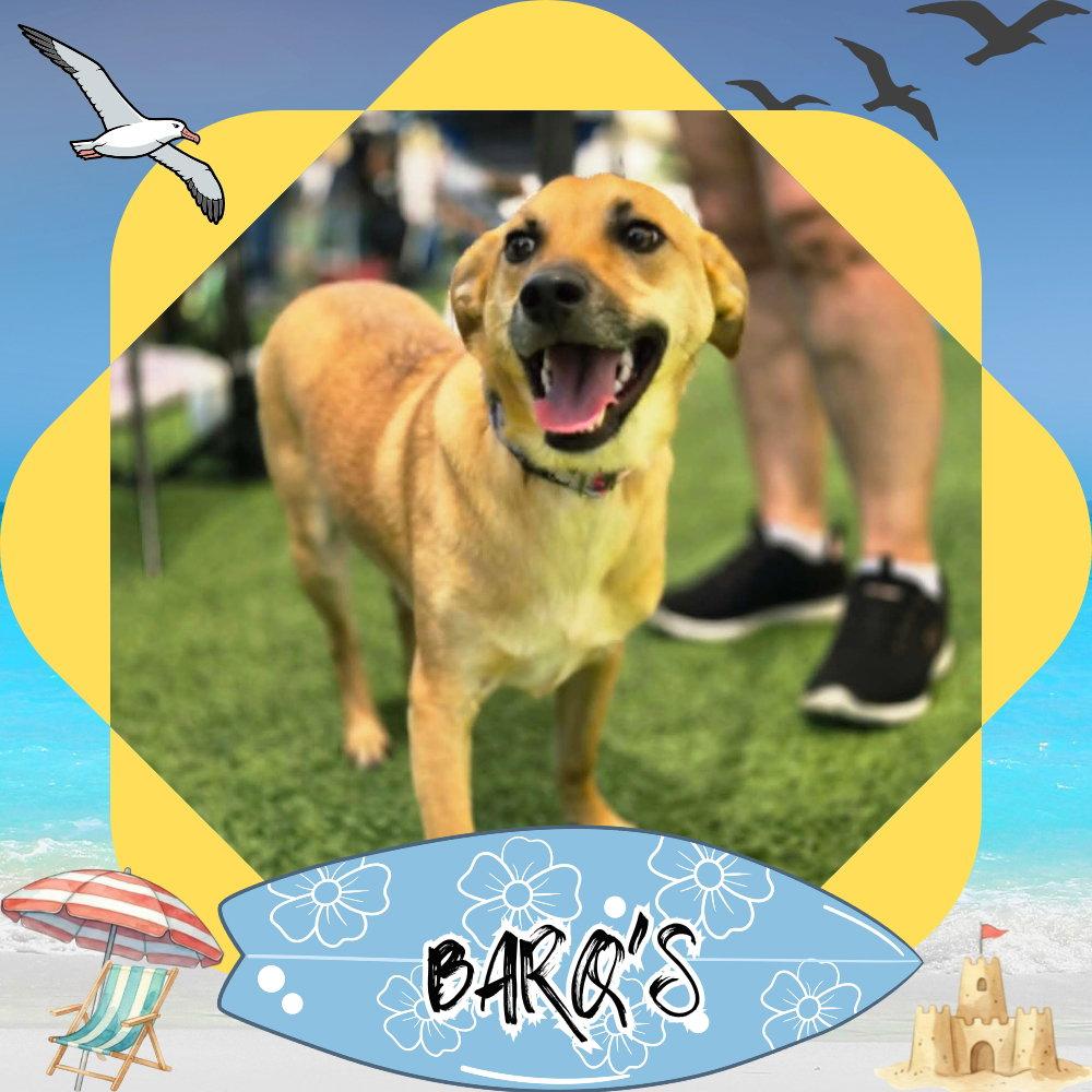 Barq's Root Beer, a Adoptable Dachshund in San Antonio, TX image 2/3