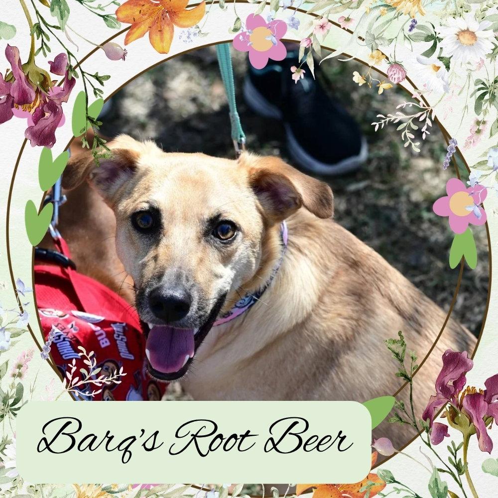 Barq's Root Beer, Adoptable, Young Male Dachshund.