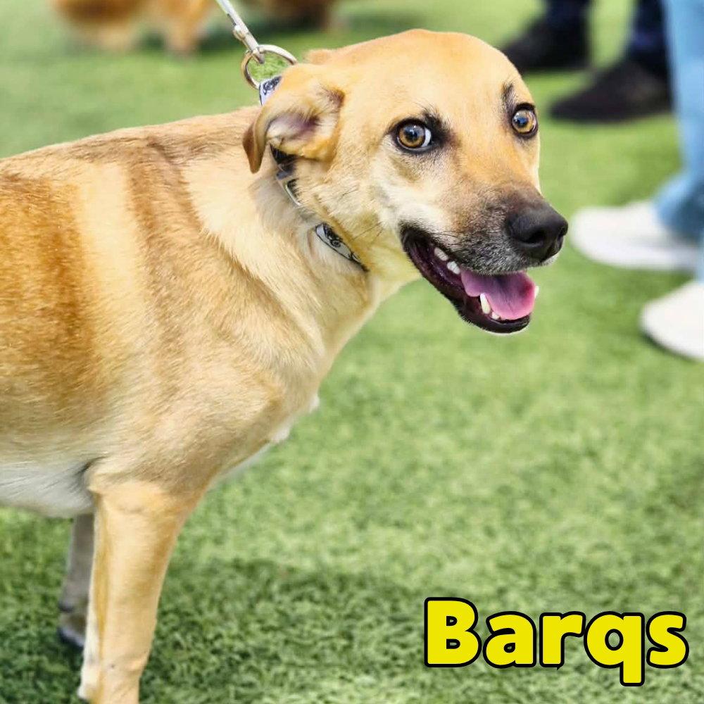 Enlarge Barq's Root Beer, a Adoptable Dachshund in San Antonio, TX image 2/3