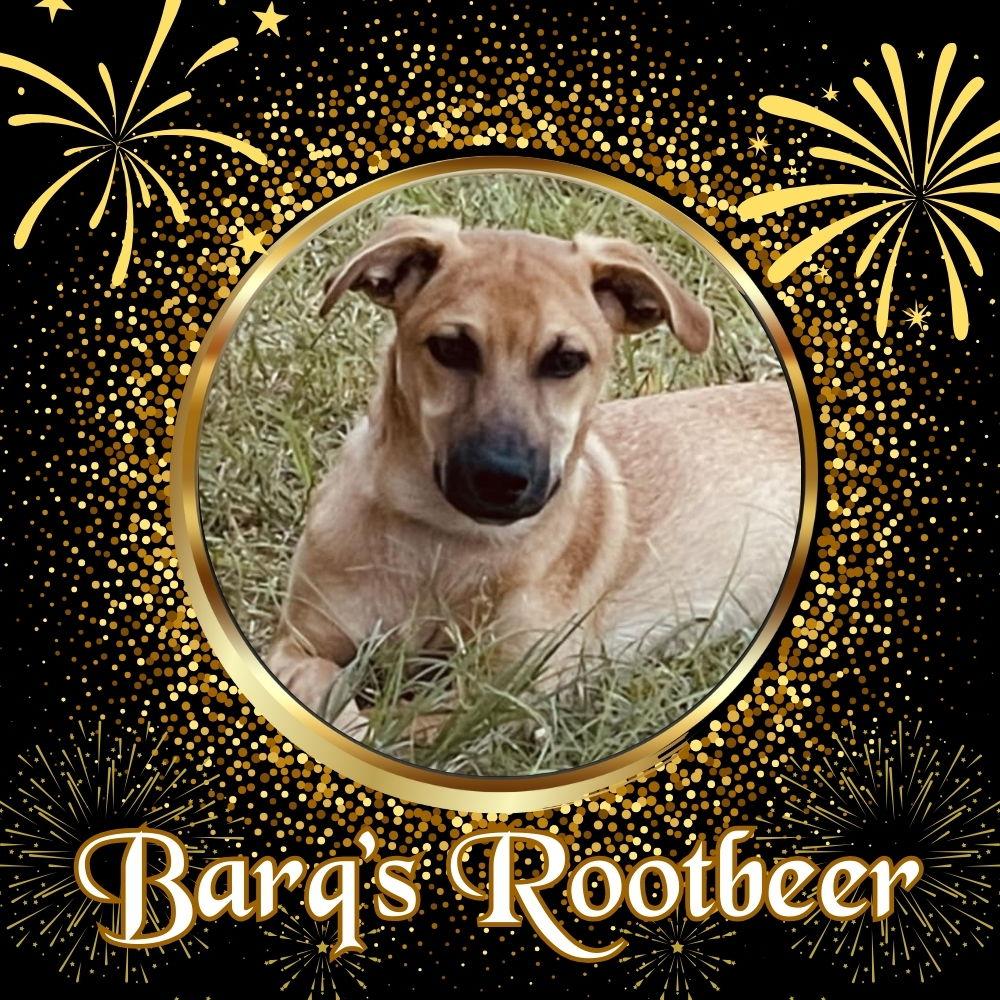 Enlarge Barq's Root Beer, a Adoptable Dachshund in San Antonio, TX image 3/3