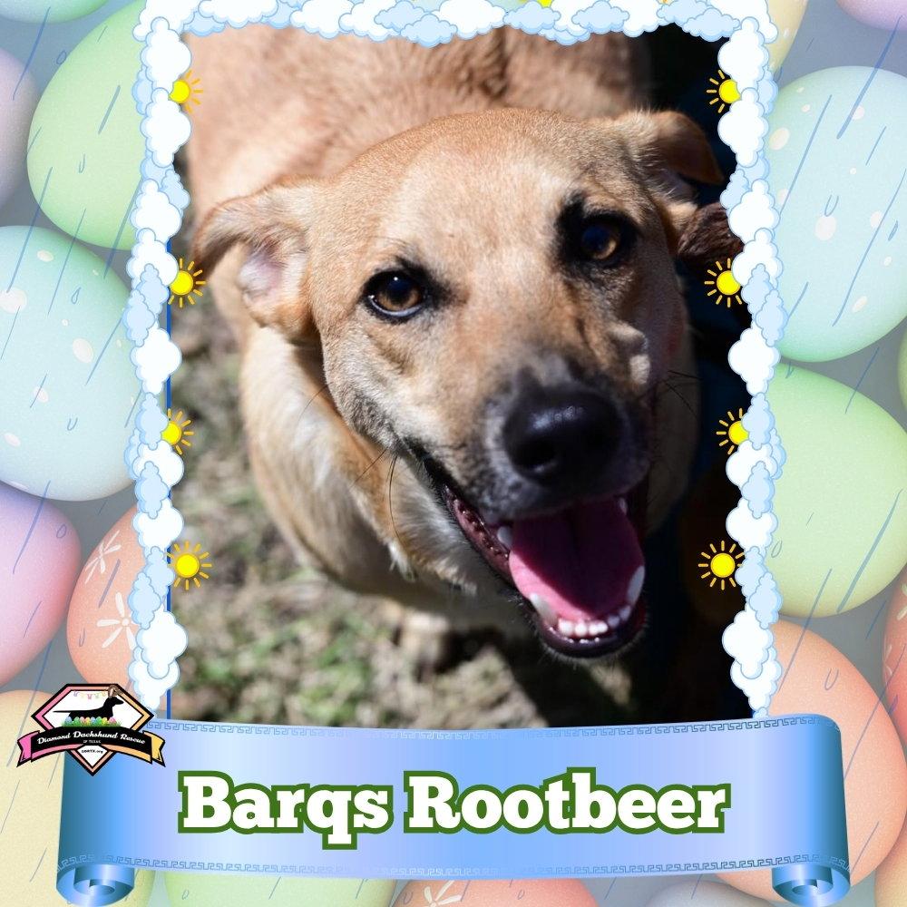 Enlarge Barq's Root Beer, a Adoptable Dachshund in San Antonio, TX image 3/3