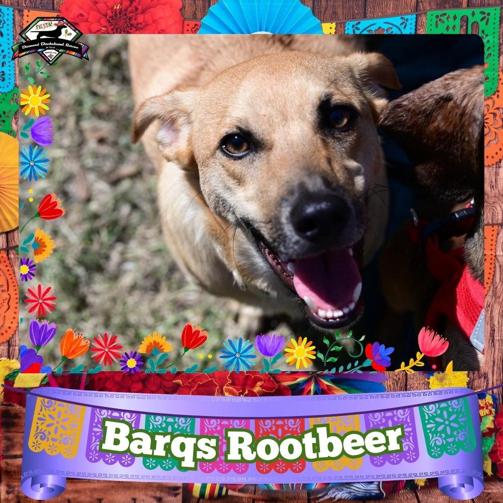 Enlarge Barq's Root Beer, a Adoptable Dachshund in San Antonio, TX image 3/3
