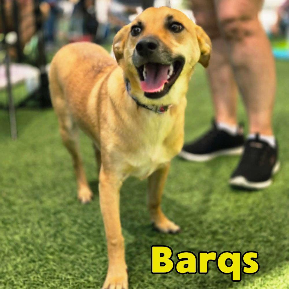 Enlarge Barq's Root Beer, a Adoptable Dachshund in San Antonio, TX image 3/3