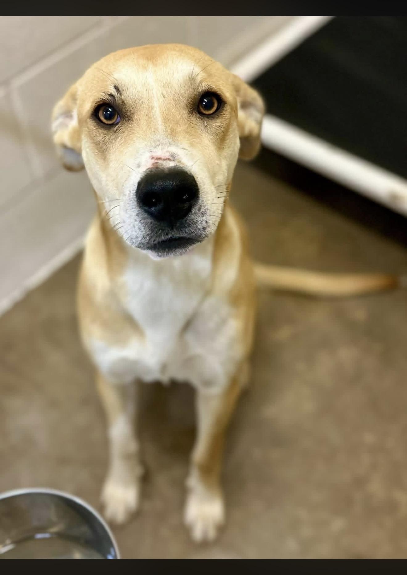 Ginger, ADOPTABLE, Young Female Labrador Retriever.
