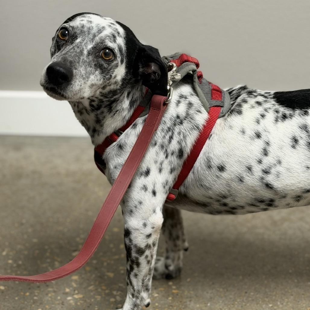 Enlarge Theo, a Adoptable mixed breed in Midland, TX image 1/1