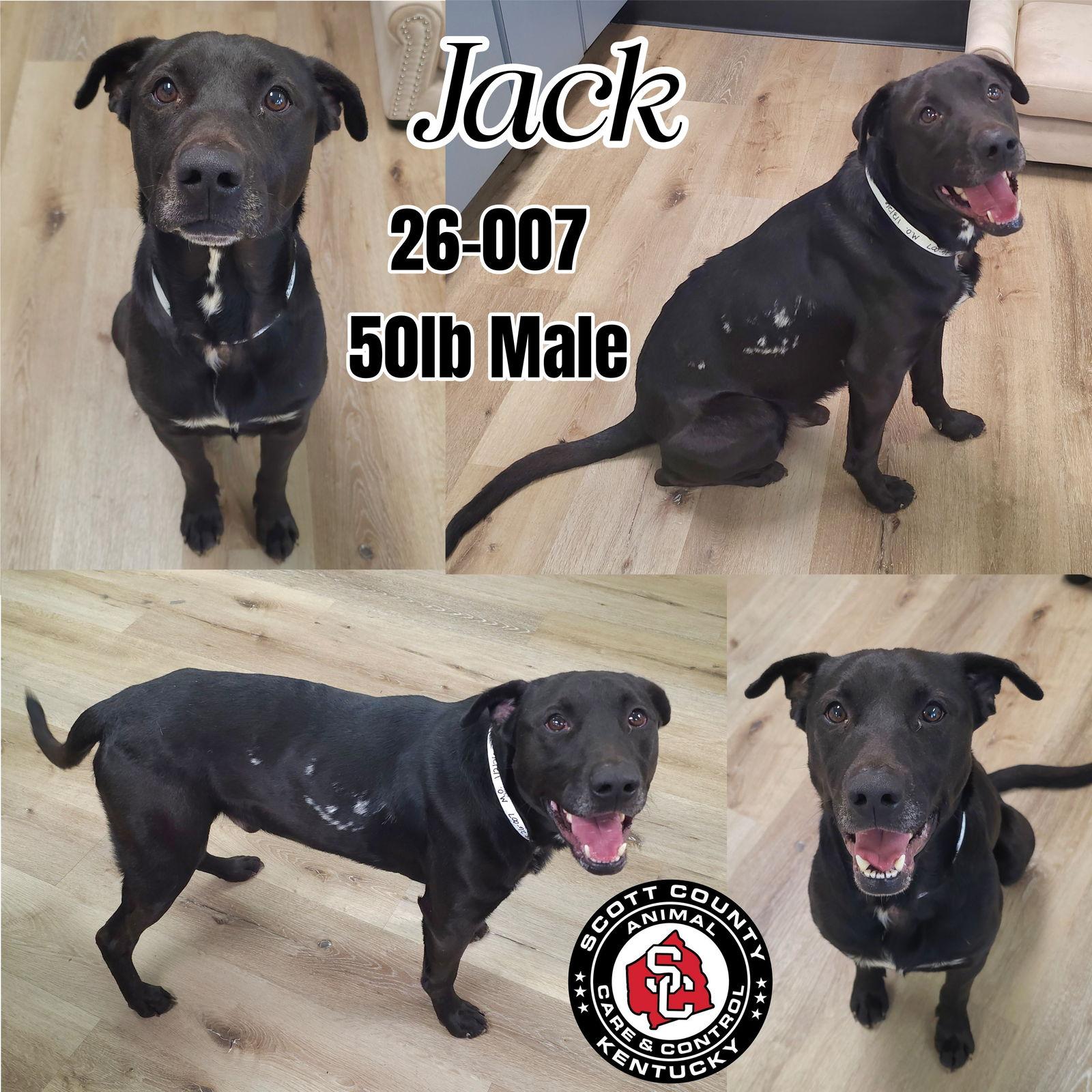 Jack, Adoptable, Adult Male Labrador Retriever.