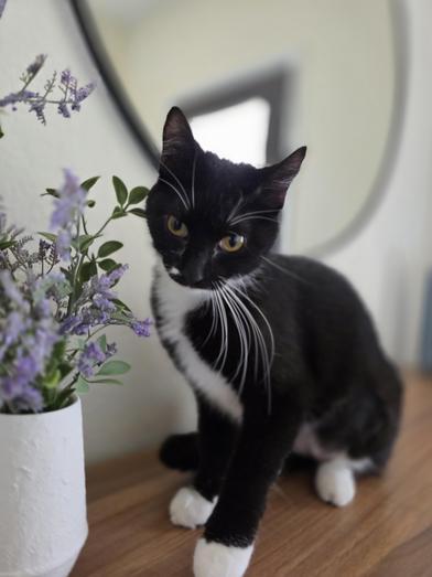 Bella — thumbnail 4