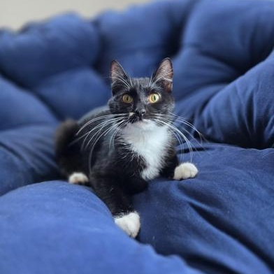 Bella — thumbnail 6