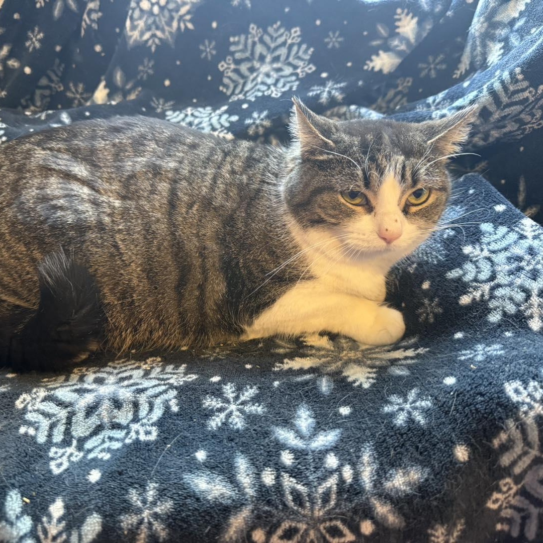 Grace, ADOPTABLE, Young Female Tabby.