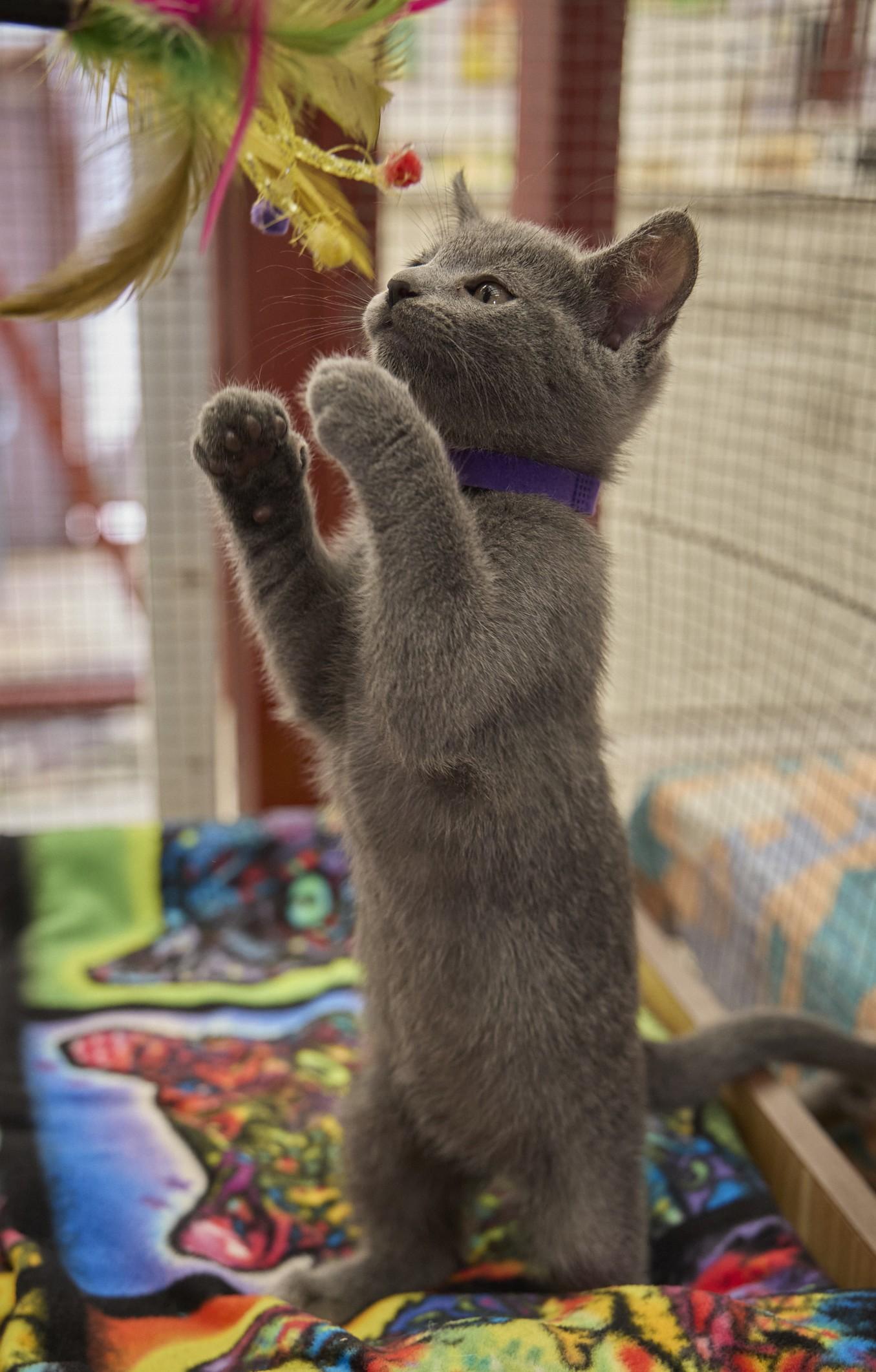 Rain, a ADOPTABLE Russian Blue in Santa Barbara, CA image 4/4