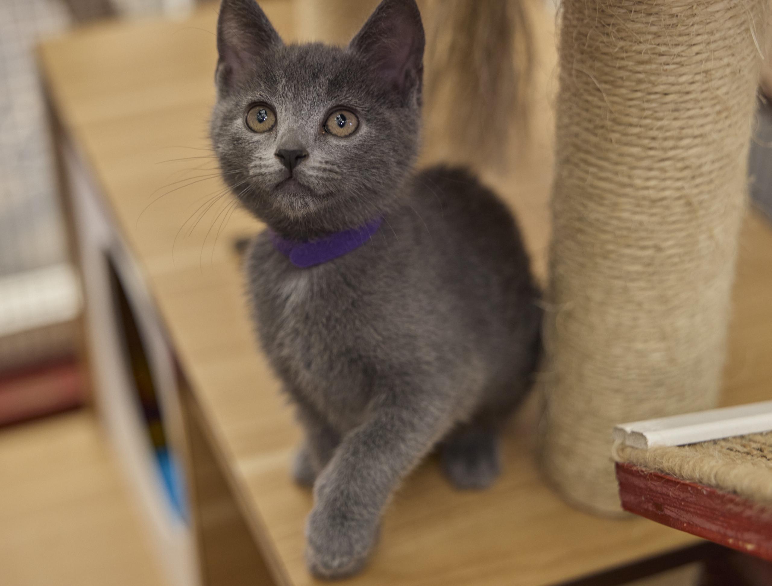 Rain, a ADOPTABLE Russian Blue in Santa Barbara, CA image 2/4