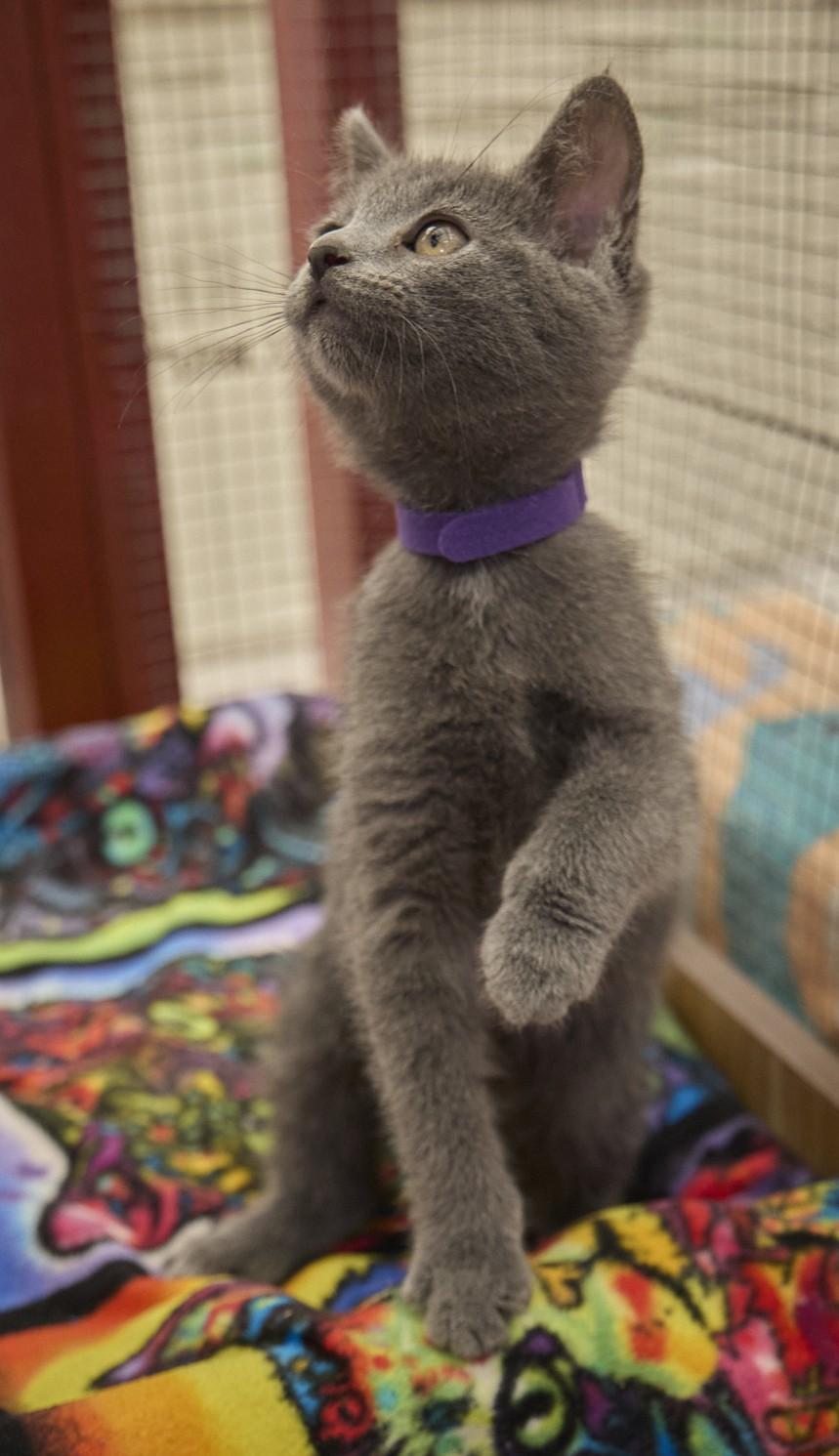 Rain, a ADOPTABLE Russian Blue in Santa Barbara, CA image 3/4