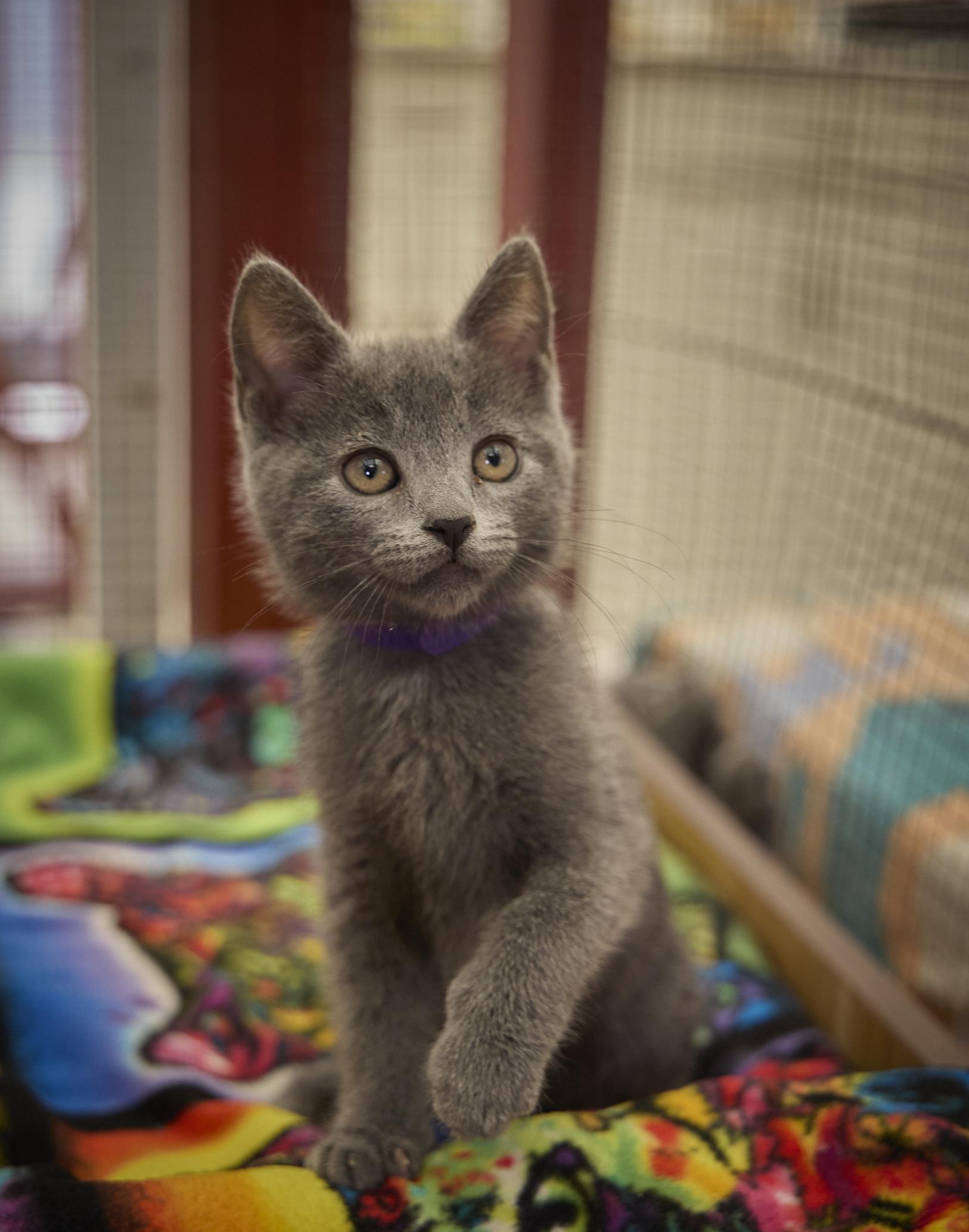 Rain, ADOPTABLE, Kitten Female Russian Blue.