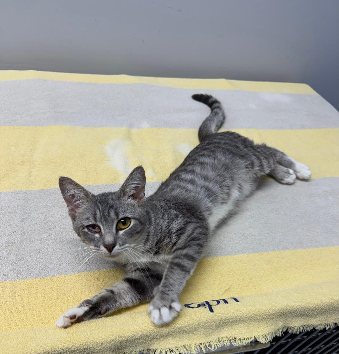 Enlarge Pebbles SPECIAL NEEDS, a ADOPTABLE Domestic Short Hair in Mount Vernon, OH image 1/1