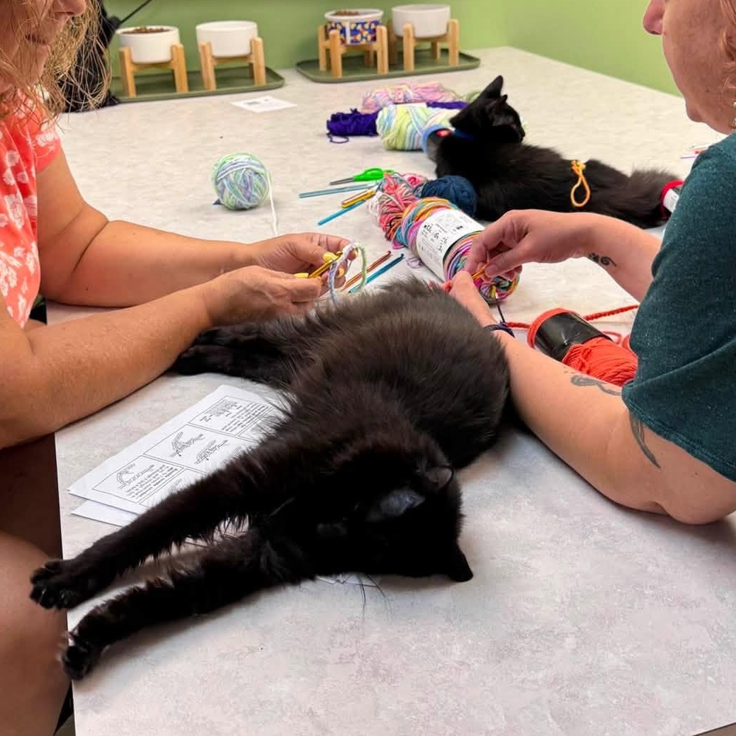 Enlarge Patrick CM 1/26, an adopted Domestic Long Hair in Farmington Hills, MI image 6/6