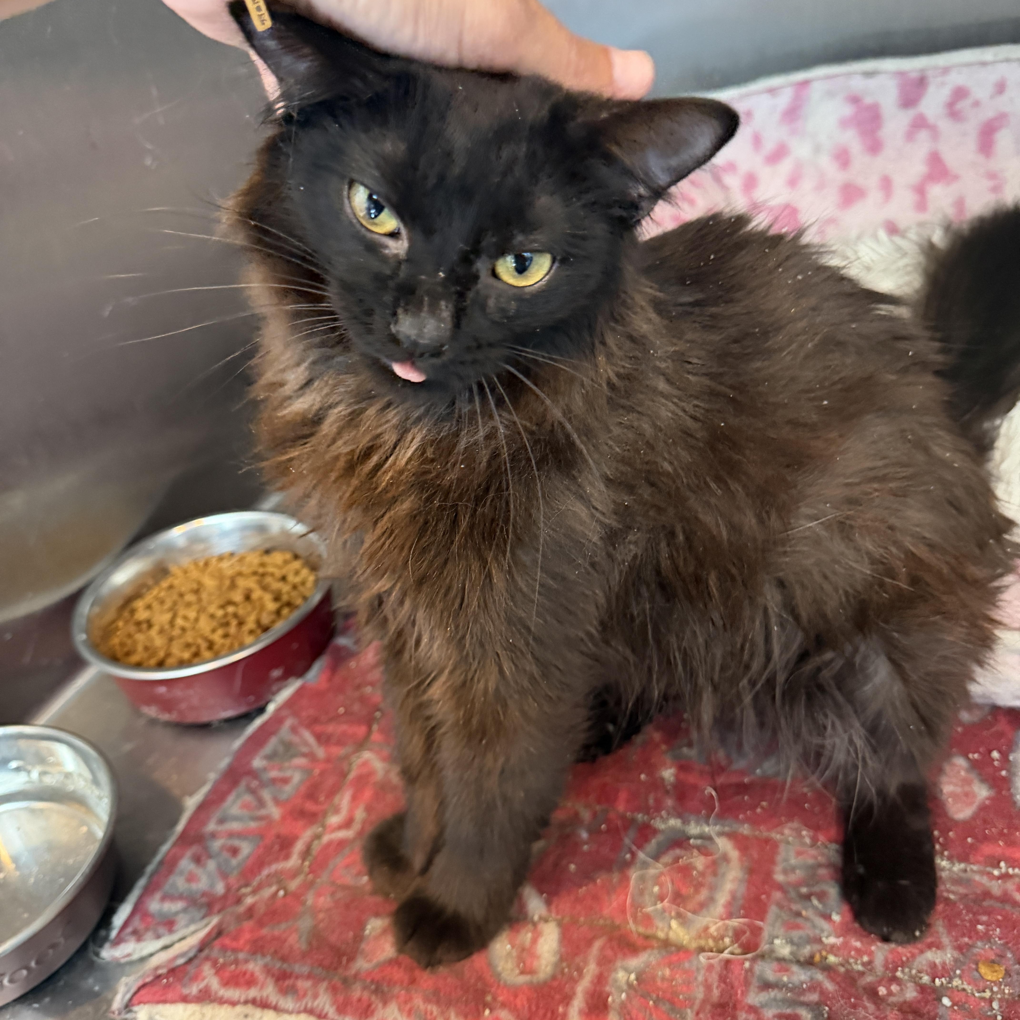Enlarge Patrick CM 1/26, an adopted Domestic Long Hair in Farmington Hills, MI image 3/6