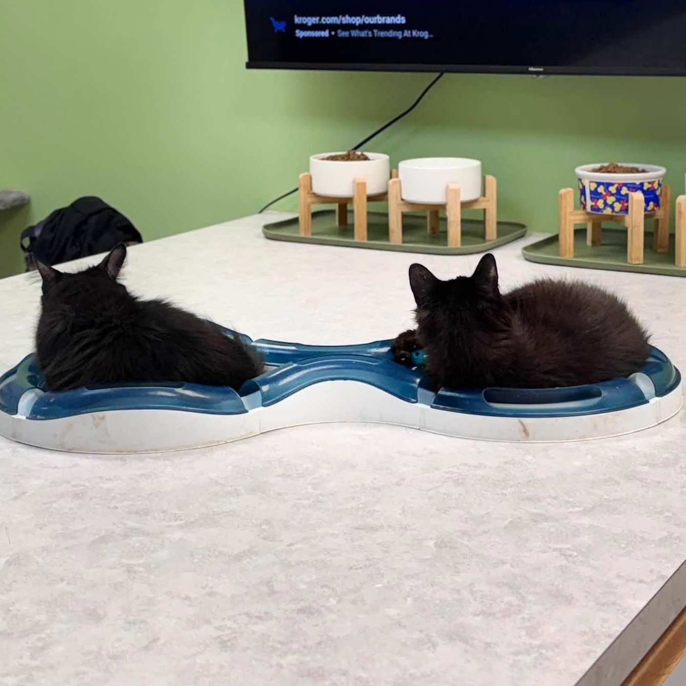 Enlarge Patrick CM 1/26, an adopted Domestic Long Hair in Farmington Hills, MI image 5/6