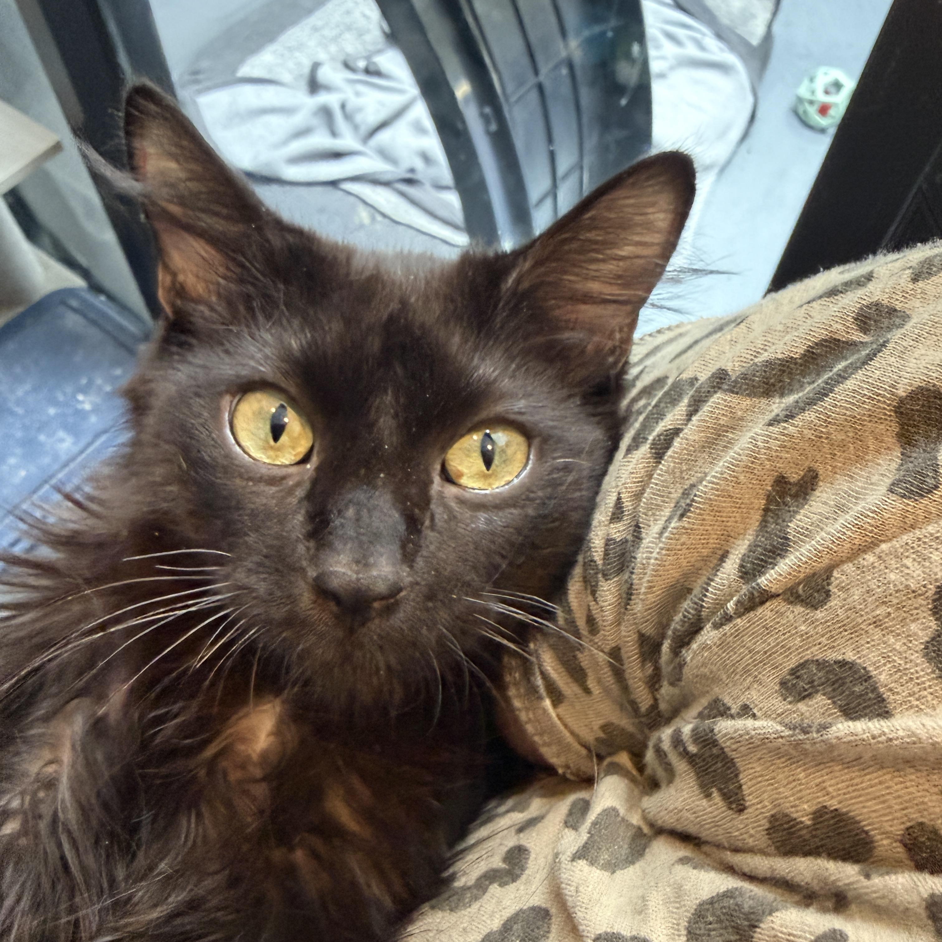 Enlarge Patrick CM 1/26, an adopted Domestic Long Hair in Farmington Hills, MI image 2/6
