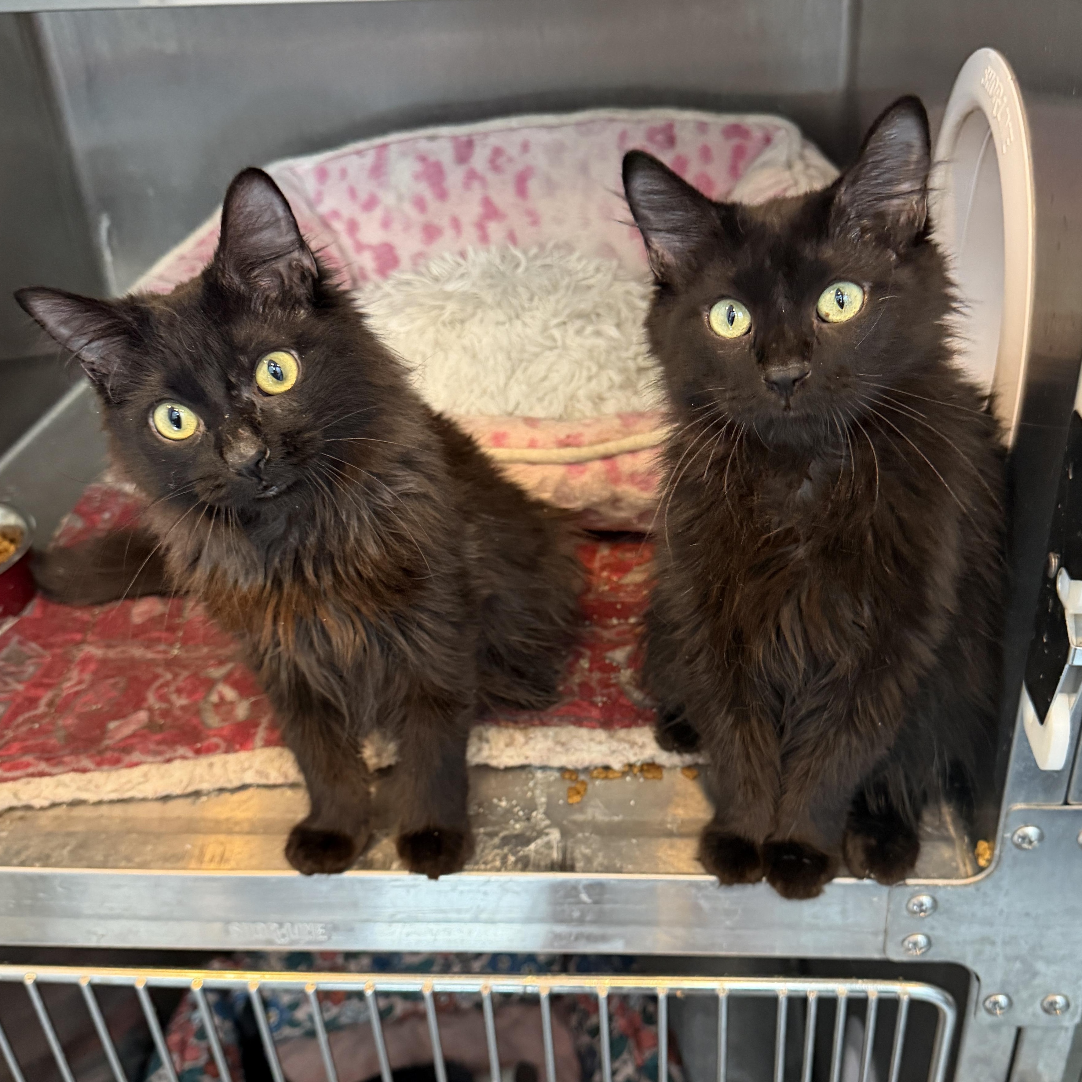 Enlarge Patrick CM 1/26, an adopted Domestic Long Hair in Farmington Hills, MI image 4/6