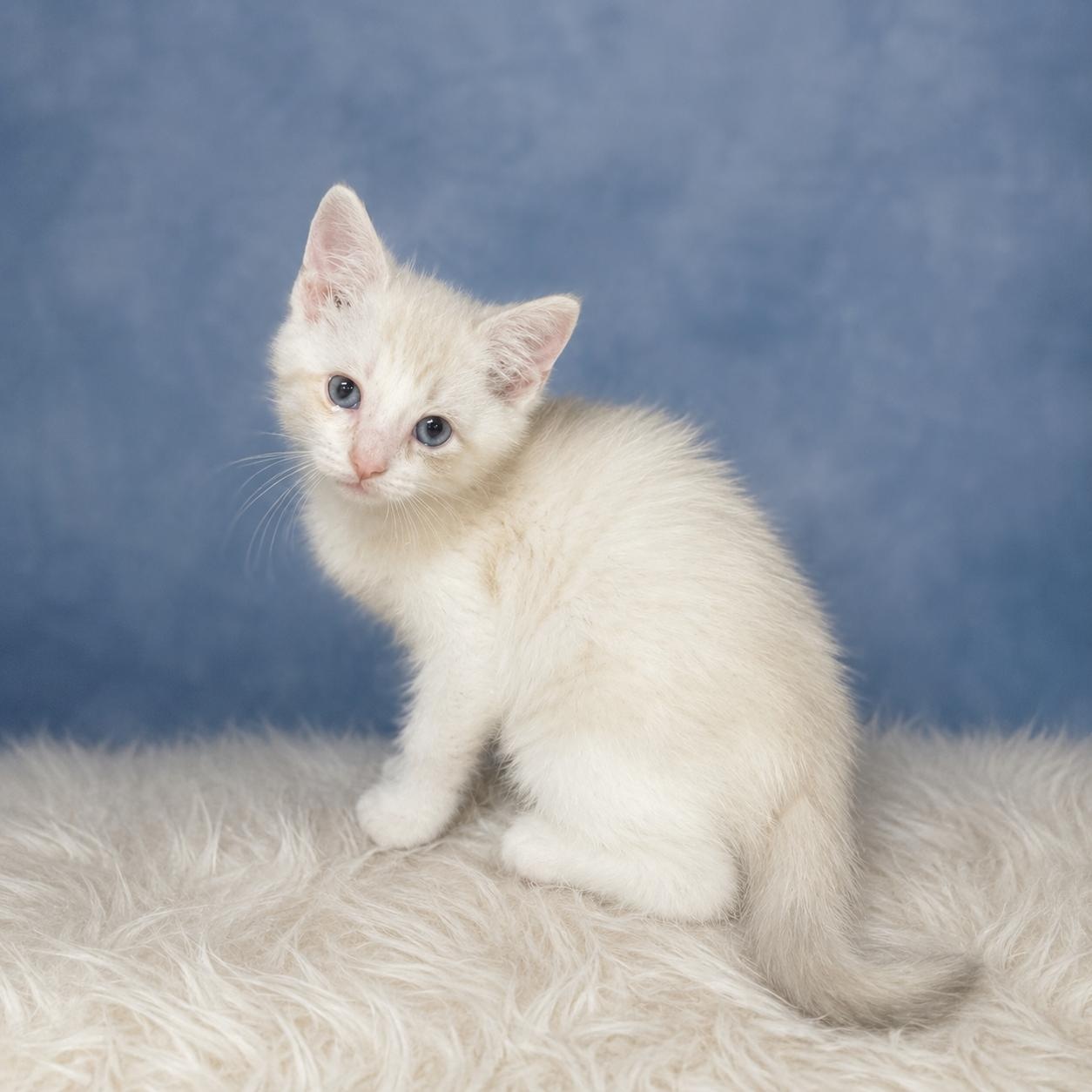 Enlarge Doby, an adopted Domestic Short Hair in Heber Springs, AR image 1/1