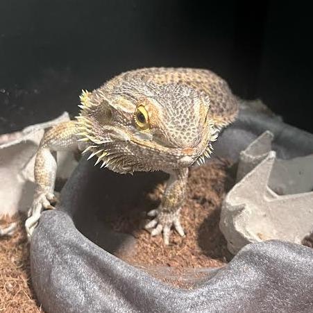 Enlarge Diego, a Adoptable Bearded Dragon in Fairport, NY image 1/1