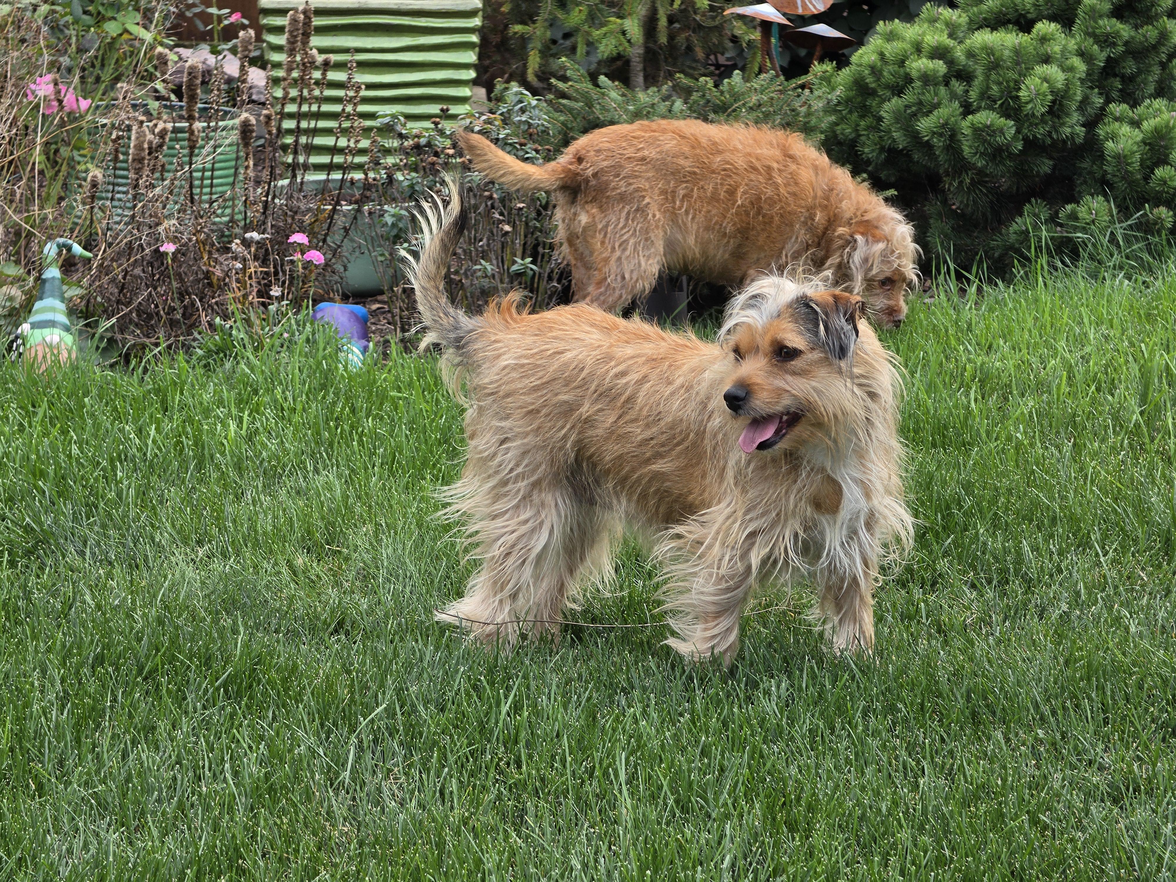 Enlarge ISLA, a Adoptable mixed breed in Des Plaines, IL image 2/3