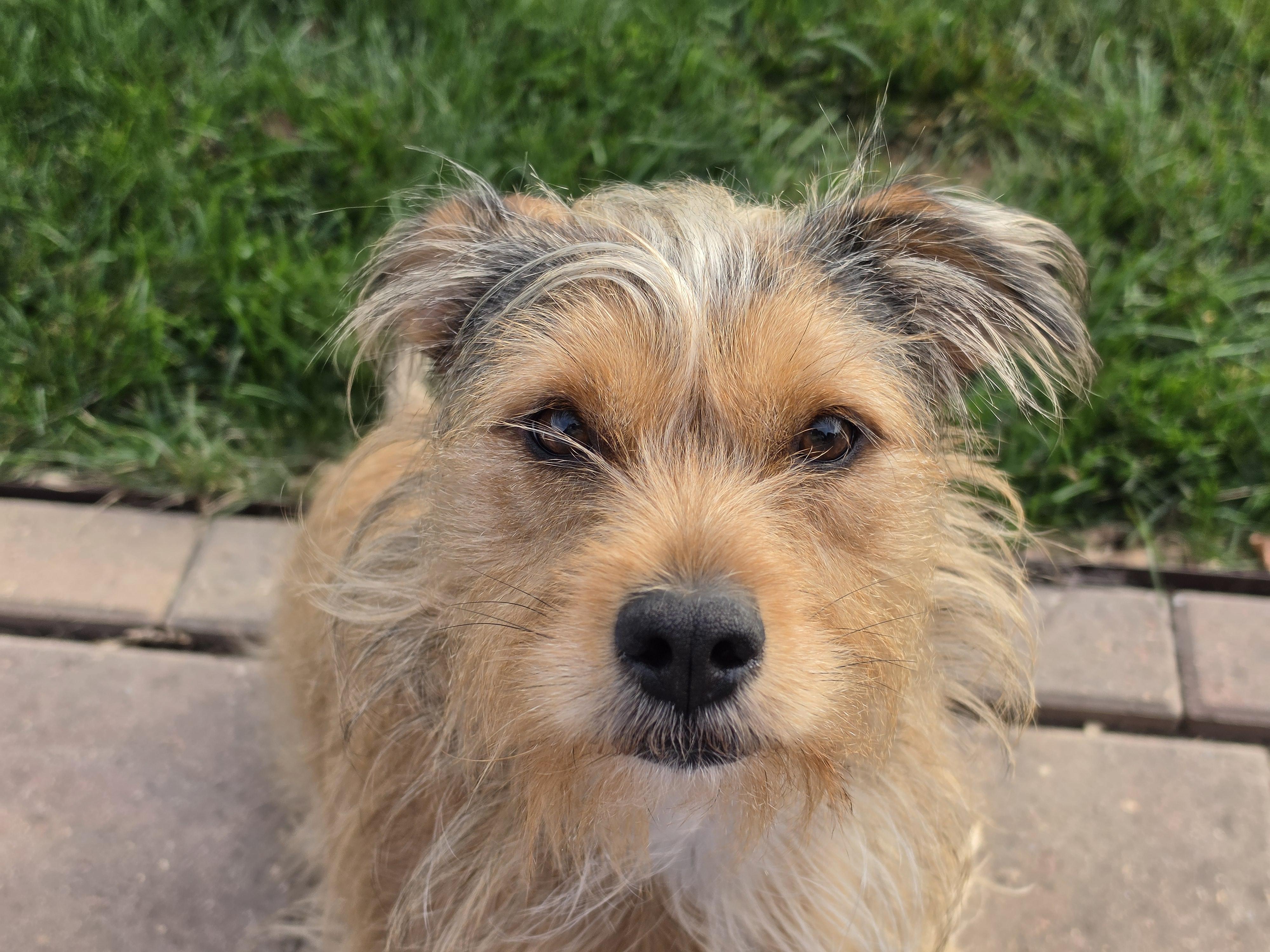 ISLA, Adoptable, Puppy Female Terrier.