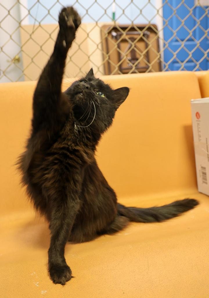 Sketch, a Adoptable mixed breed in Anchorage, AK image 1/6