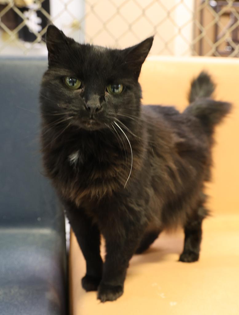 Sketch, a Adoptable mixed breed in Anchorage, AK image 2/6