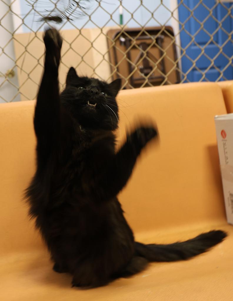 Sketch, a Adoptable mixed breed in Anchorage, AK image 3/6