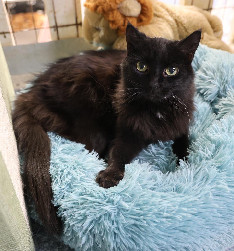 Sketch, a Adoptable mixed breed in Anchorage, AK image 5/6