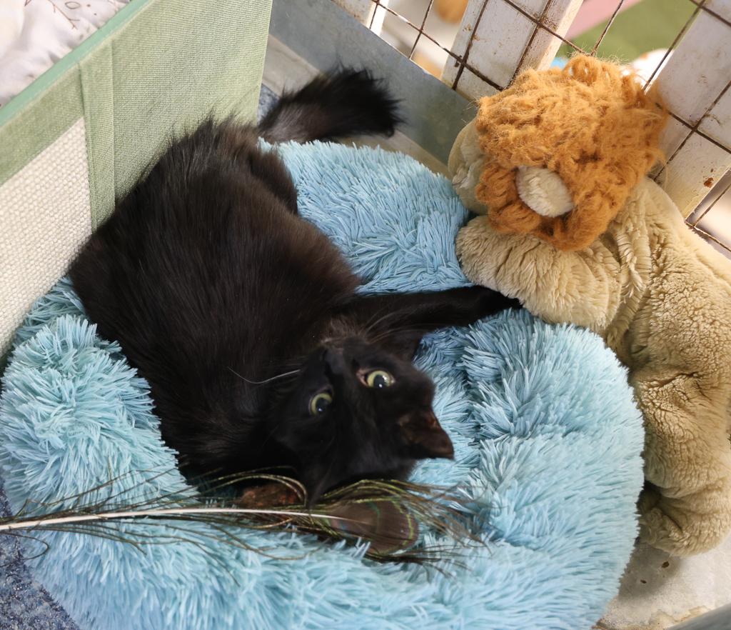 Sketch, a Adoptable mixed breed in Anchorage, AK image 6/6