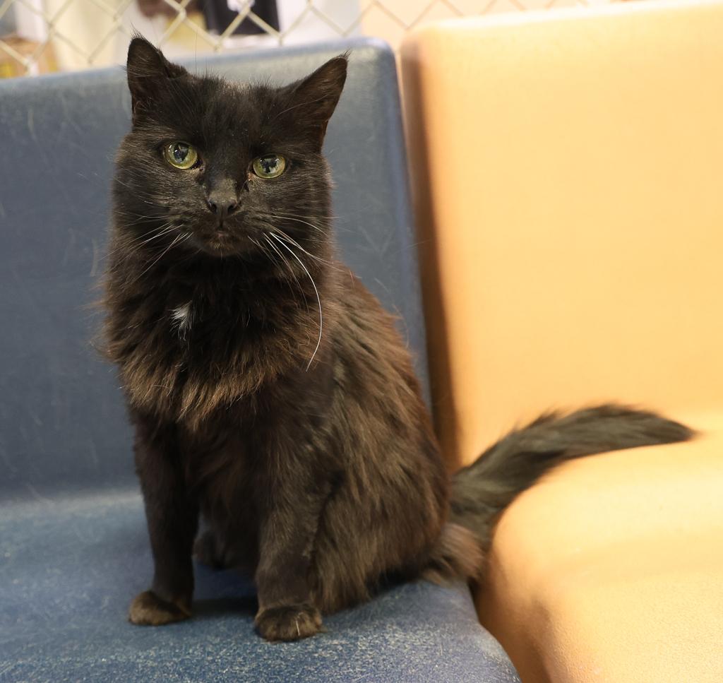 Sketch, a Adoptable mixed breed in Anchorage, AK image 4/6