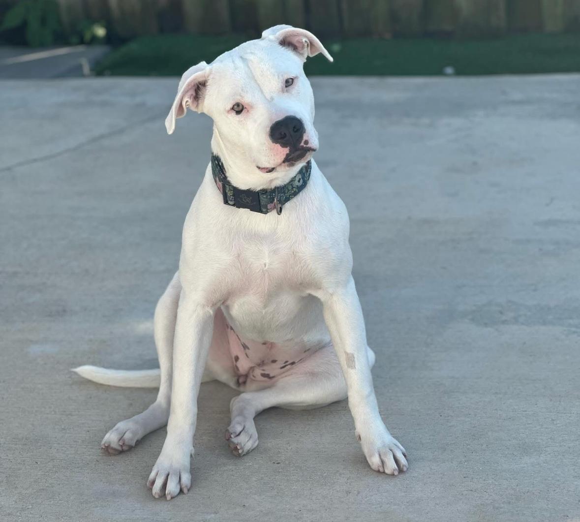 Luna Belle, Adoptable, Puppy Female American Bulldog.