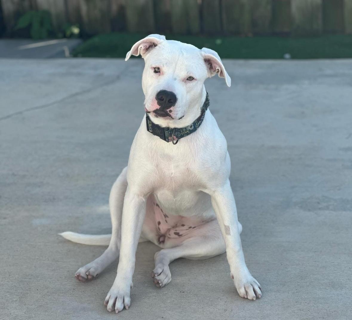 Luna Belle, a Adoptable mixed breed in Boca Raton, FL image 2/4