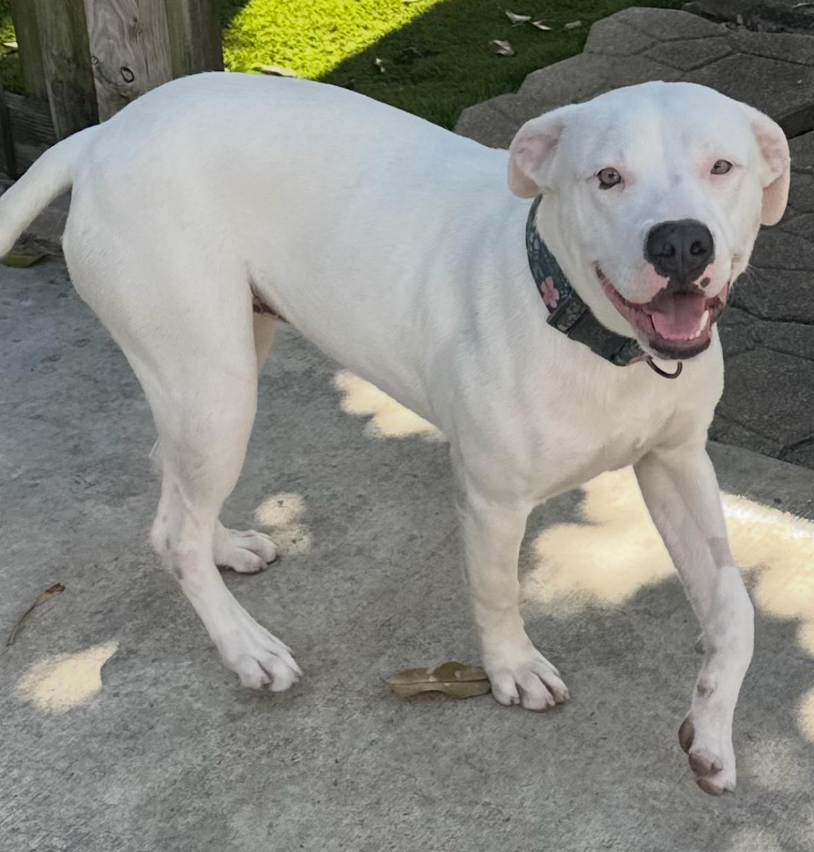 Luna Belle, a Adoptable mixed breed in Boca Raton, FL image 3/4